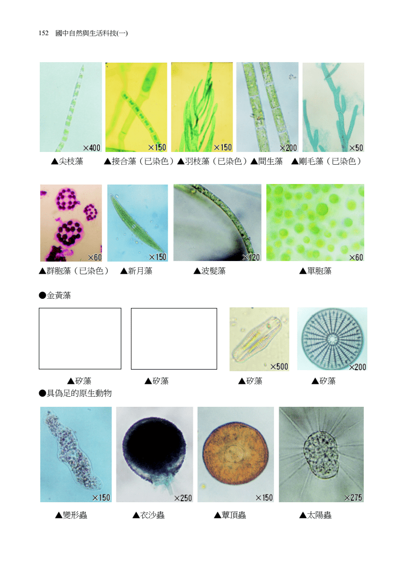 最新藻琼，自然与人类关系的热议焦点