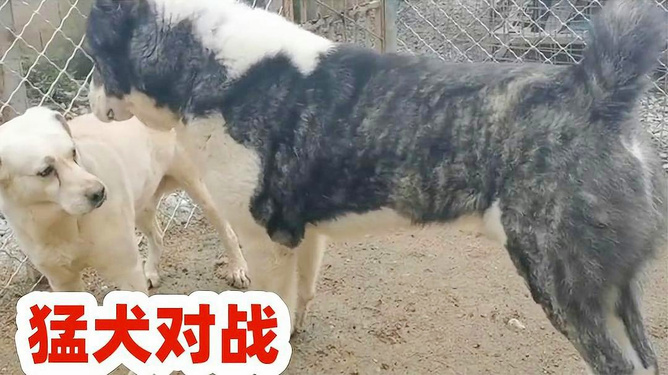 中亚犬的品种特点、培育与发展，最新解析与趋势展望